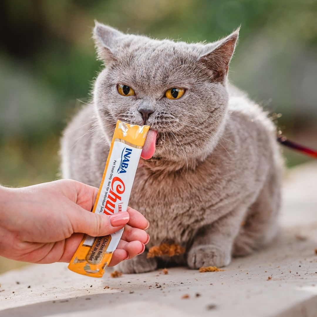 Inaba Churu | Premio cremoso para gatos sabor pollo — foto oficial INABA Churu