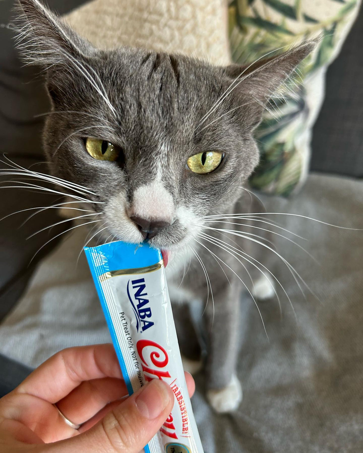 Inaba Churu | Premio cremoso para gatos sabor atún con ostión — foto oficial INABA Churu