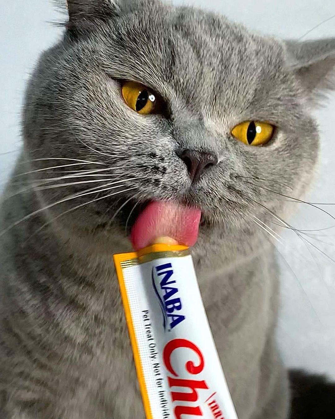 Inaba Churu — foto oficial de la gama para gatos