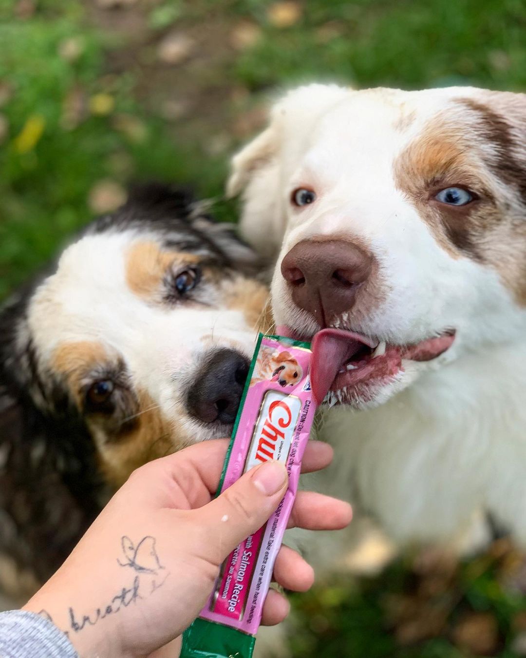 Inaba Churu | Premio cremoso para perros sabor pollo con salmón — foto oficial INABA Churu