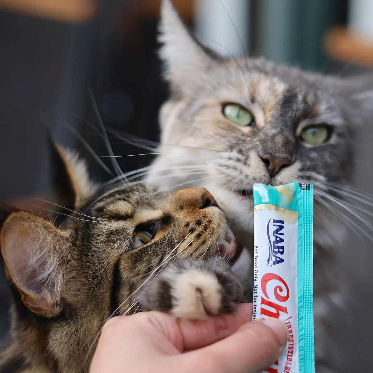 Inaba Churu — foto oficial de la gama para gatos