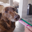 Inaba Churu | Premio cremoso para perros sabor pollo con salmón — foto oficial INABA Churu