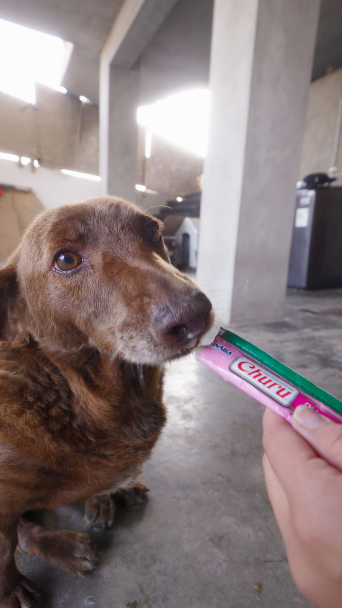 Inaba Churu | Premio cremoso para perros sabor pollo con salmón — foto oficial INABA Churu