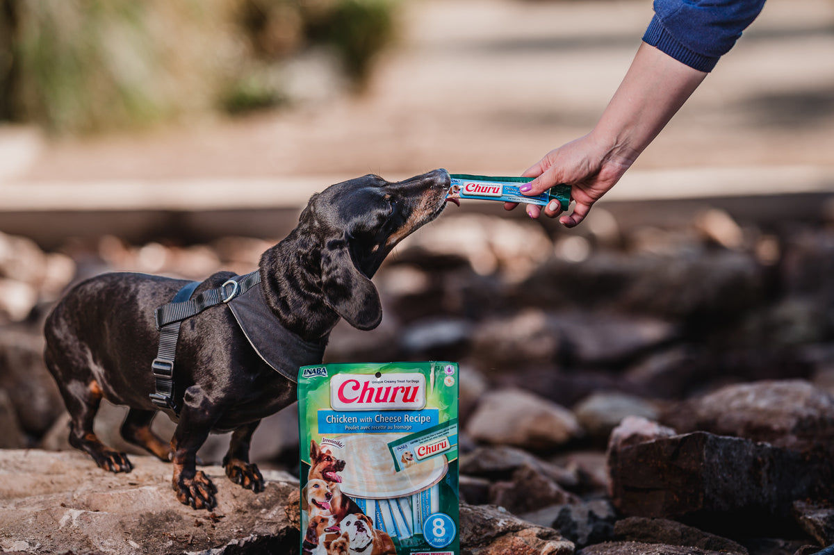 Inaba Churu | Premio cremoso para perros sabor pollo con queso — foto oficial INABA Churu
