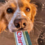 Inaba Churu — foto oficial de la gama para perros