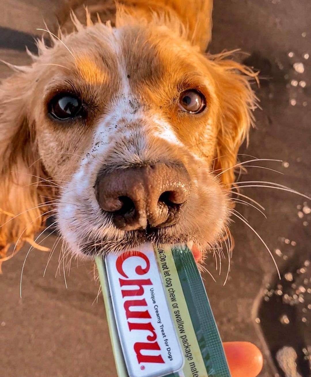 Inaba Churu — foto oficial de la gama para perros