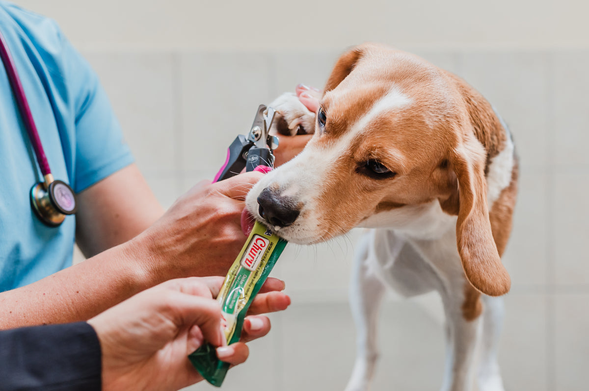 Inaba Churu | Premio cremoso para perros sabor pollo con vegetales — foto oficial INABA Churu