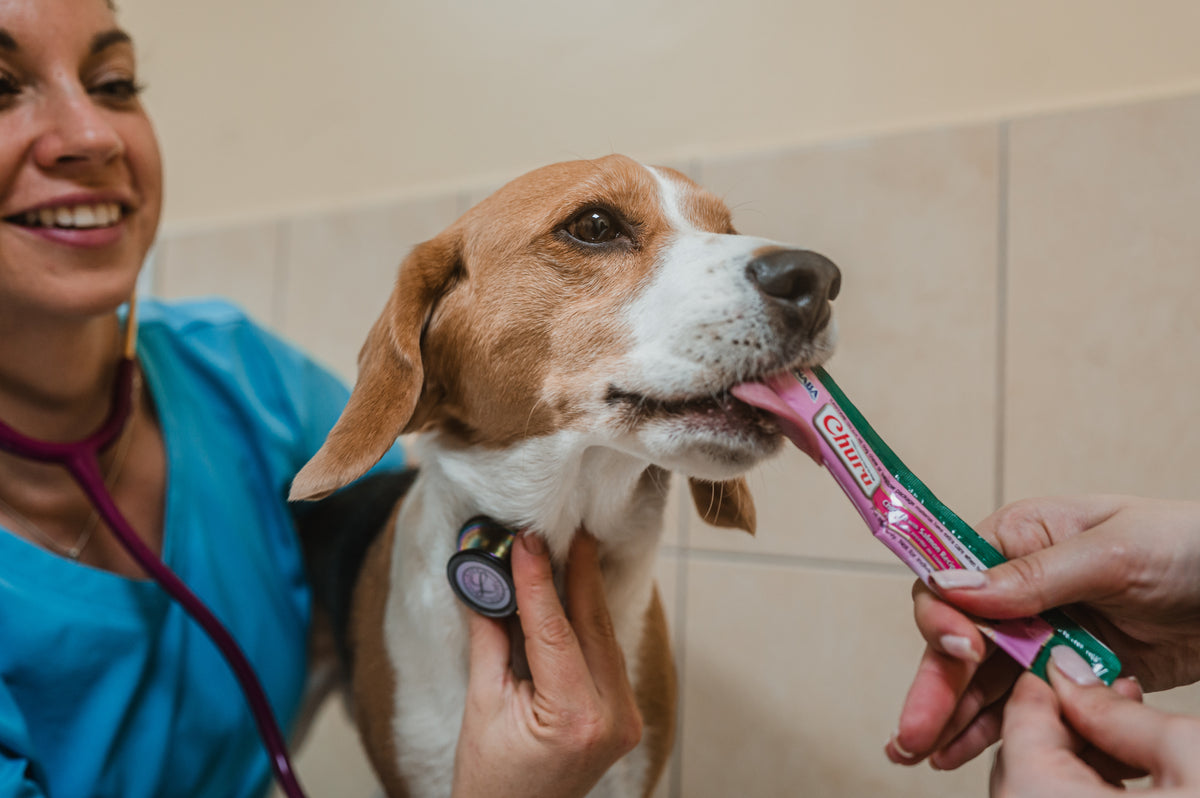 Inaba Churu | Premio cremoso para perros sabor pollo con salmón — foto oficial INABA Churu