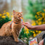 Inaba Churu | Premio cremoso para gatos sabor pollo — foto oficial INABA Churu