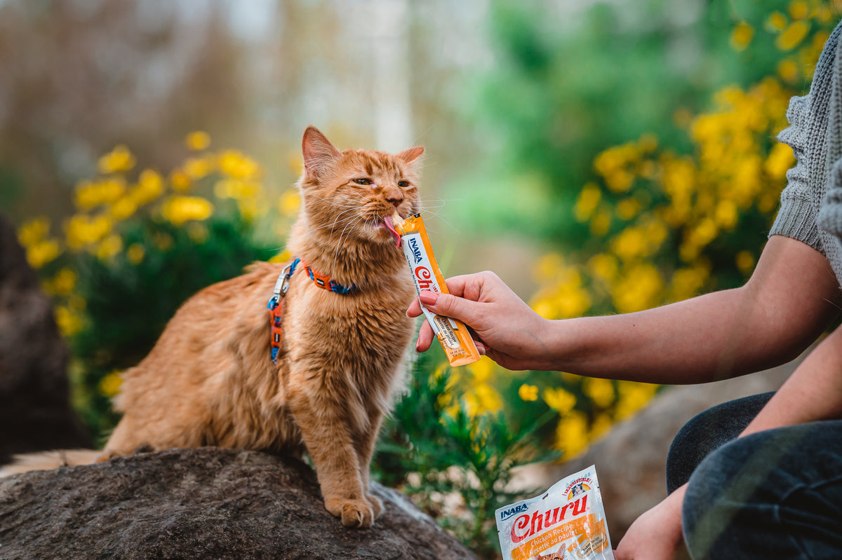 Inaba Churu | Premio cremoso para gatos sabor pollo — foto oficial INABA Churu
