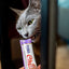Inaba Churu — foto oficial de la gama para gatos