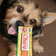 Inaba Churu | Premio cremoso para perros sabor pollo — foto oficial INABA Churu