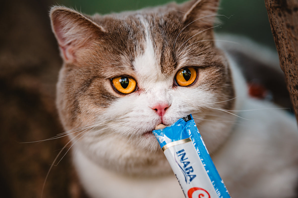 Inaba Churu — foto oficial de la gama para gatos