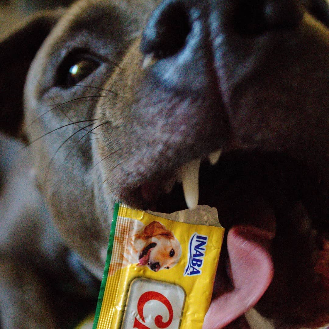 Inaba Churu | Premio cremoso para perros sabor pollo — foto oficial INABA Churu