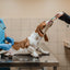 Inaba Churu — foto oficial de la gama para perros