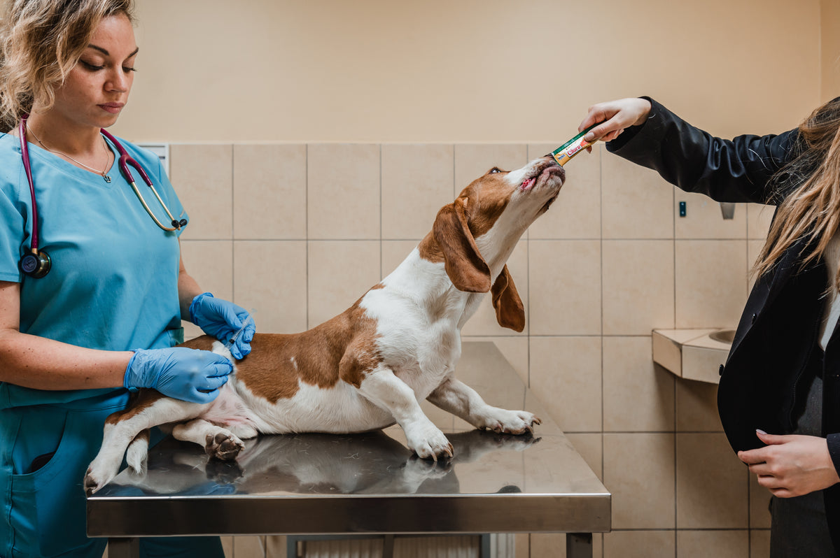 Inaba Churu — foto oficial de la gama para perros