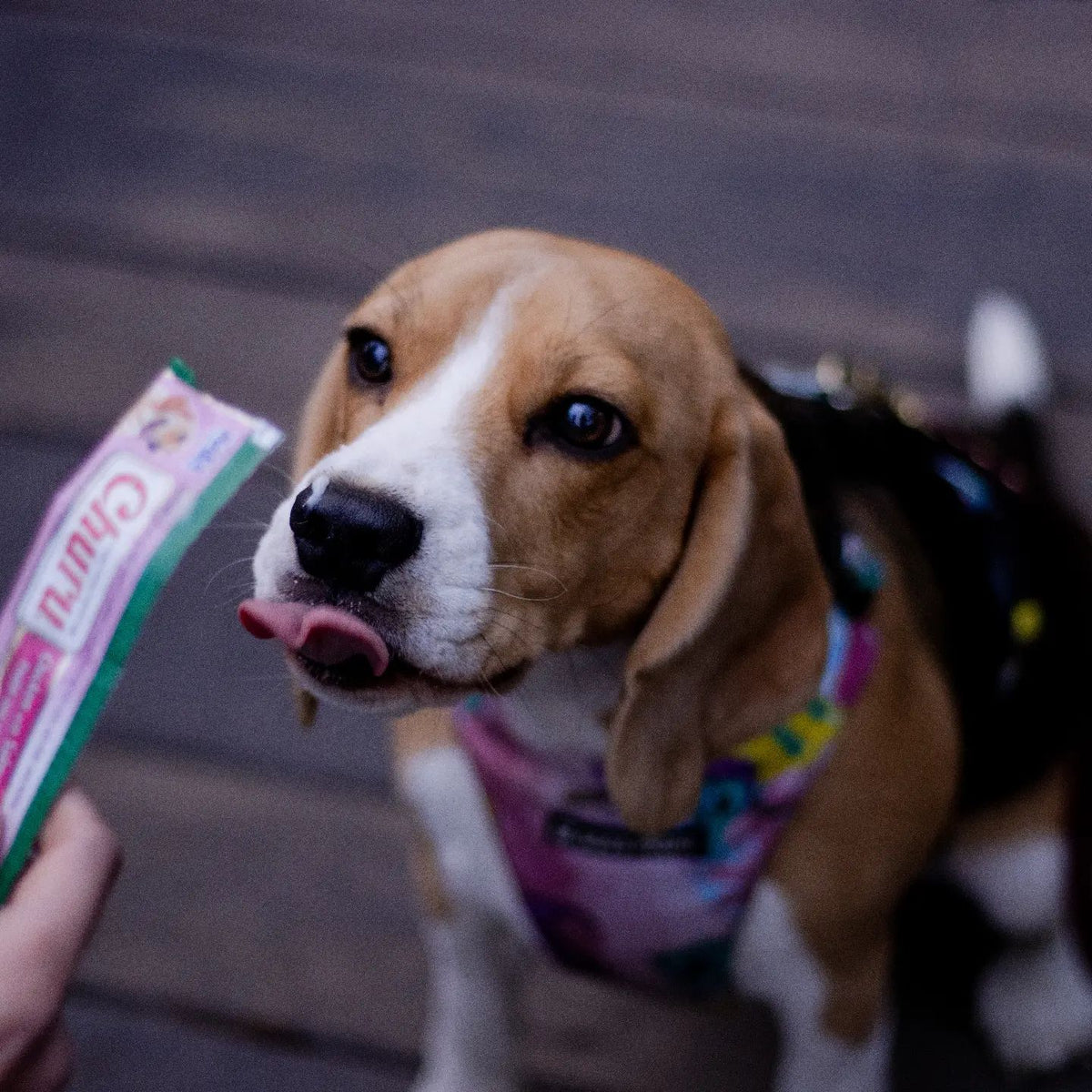 Inaba Churu | Premio cremoso para perros sabor pollo con salmón — foto oficial INABA Churu