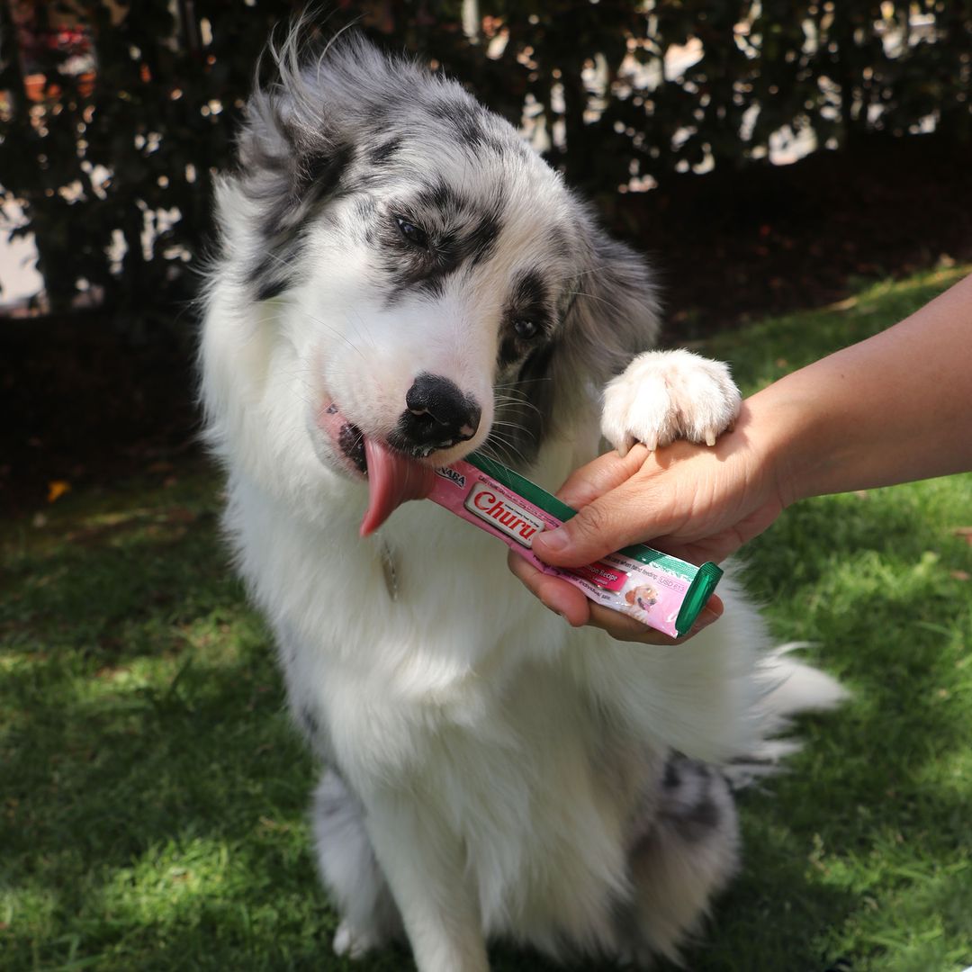 Inaba Churu | Premio cremoso para perros sabor pollo con salmón — foto oficial INABA Churu