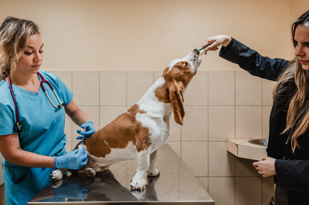 Inaba Churu — foto oficial de la gama para perros