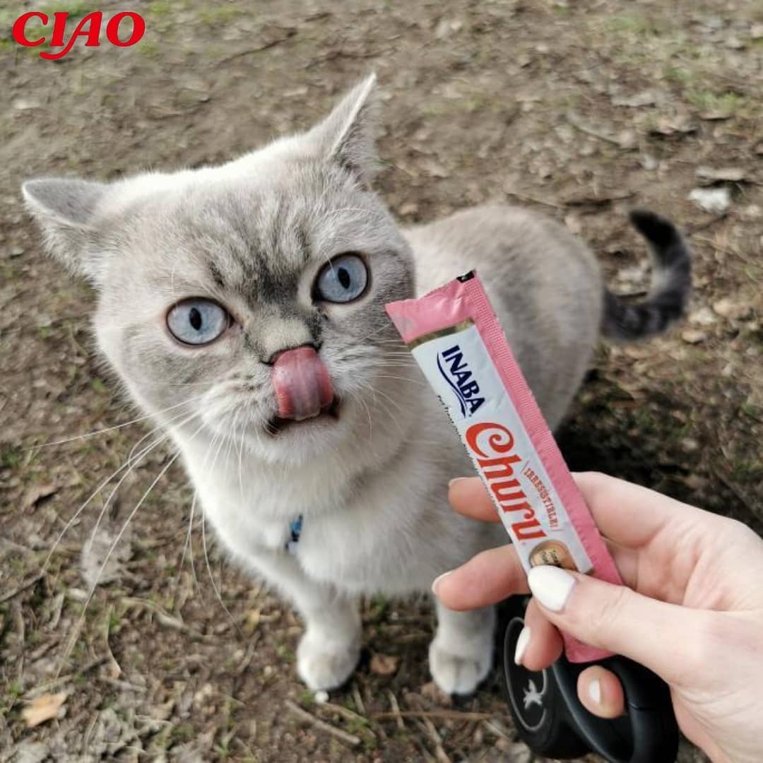 Inaba Churu — foto oficial de la gama para gatos
