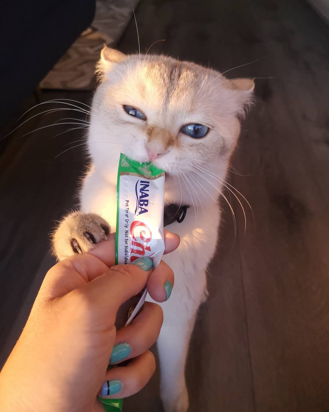 Inaba Churu — foto oficial de la gama para gatos