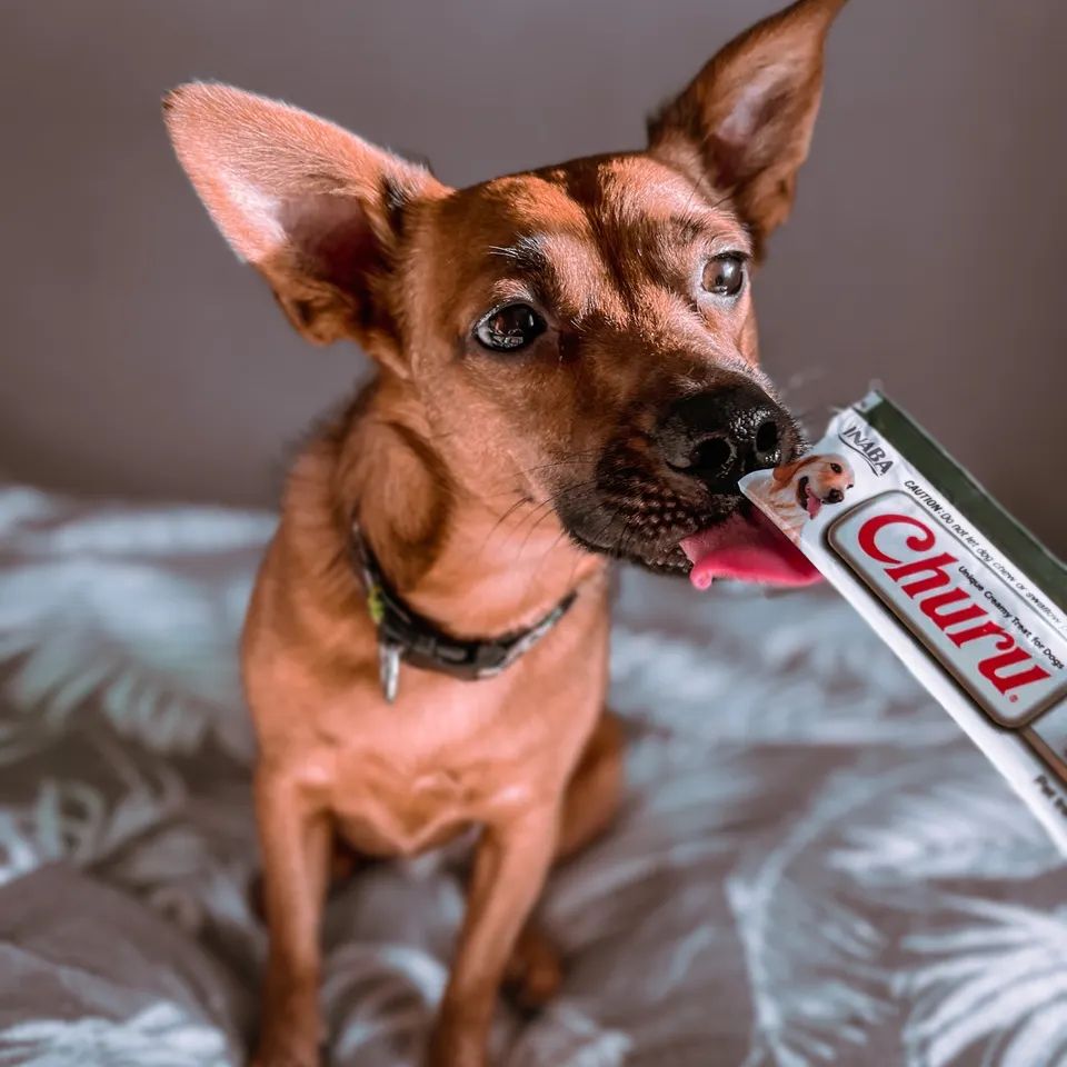 Inaba Churu — foto oficial de la gama para perros