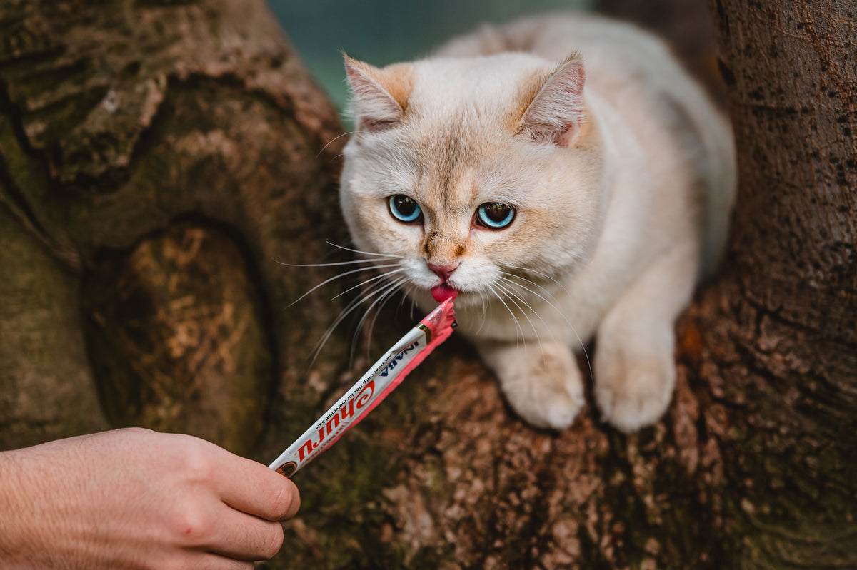 Inaba Churu — foto oficial de la gama para gatos