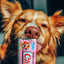 Inaba Churu | Premio cremoso para perros sabor pollo con salmón — foto oficial INABA Churu