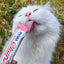 Inaba Churu — foto oficial de la gama para gatos