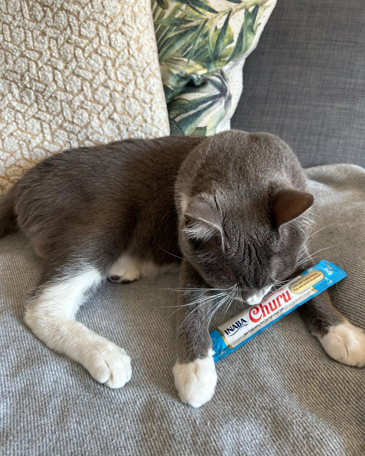 Inaba Churu | Premio cremoso para gatos sabor atún con ostión — foto oficial INABA Churu