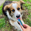 Inaba Churu — foto oficial de la gama para perros