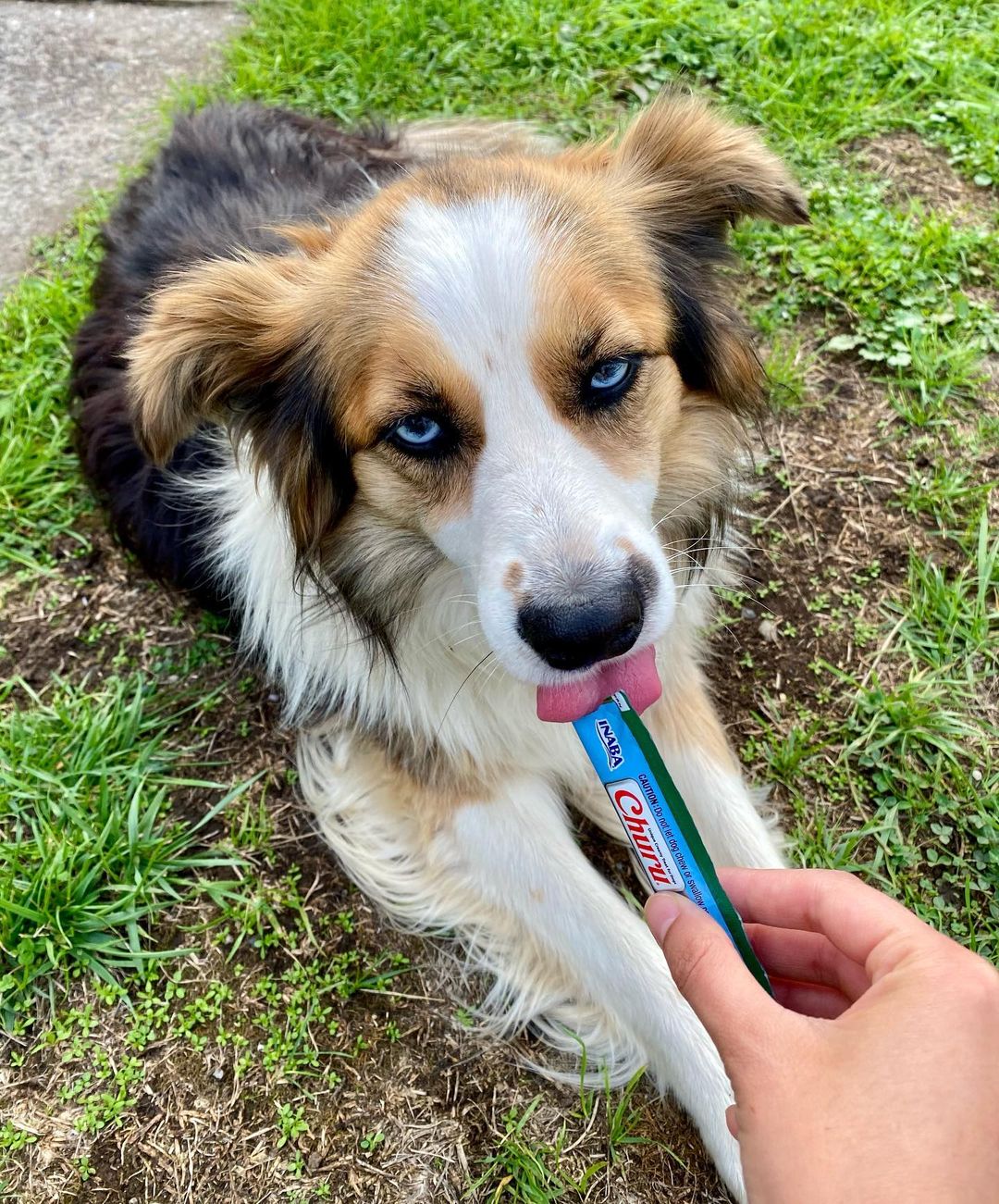 Inaba Churu — foto oficial de la gama para perros