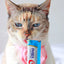 Inaba Churu — foto oficial de la gama para gatos