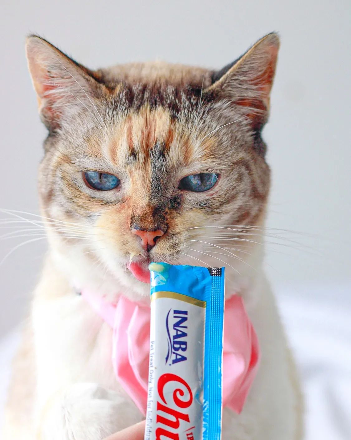 Inaba Churu — foto oficial de la gama para gatos