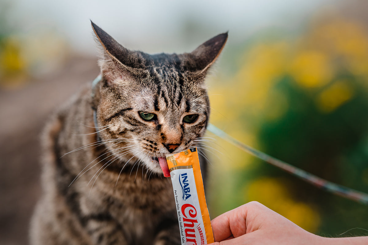 Inaba Churu — foto oficial de la gama para gatos