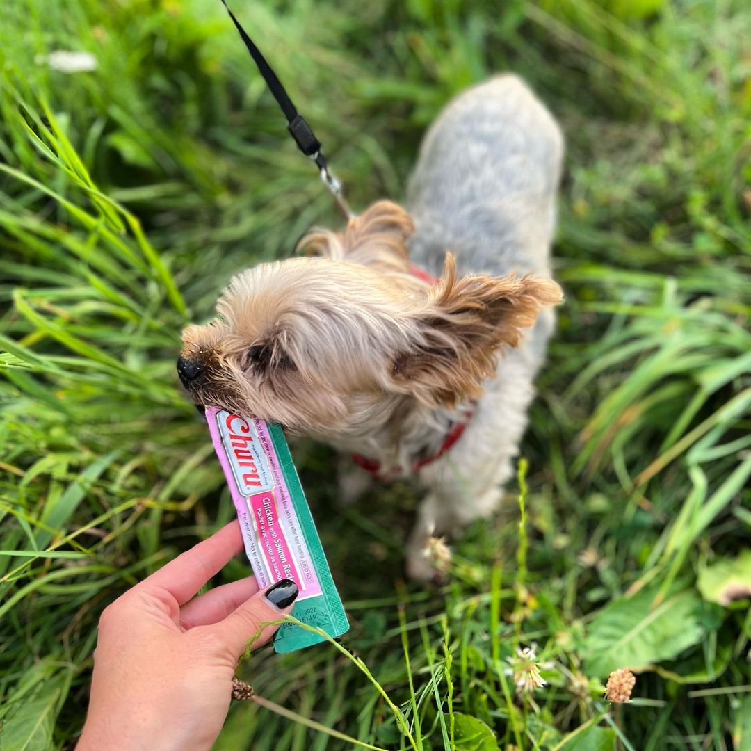 Inaba Churu | Premio cremoso para perros sabor pollo con salmón — foto oficial INABA Churu