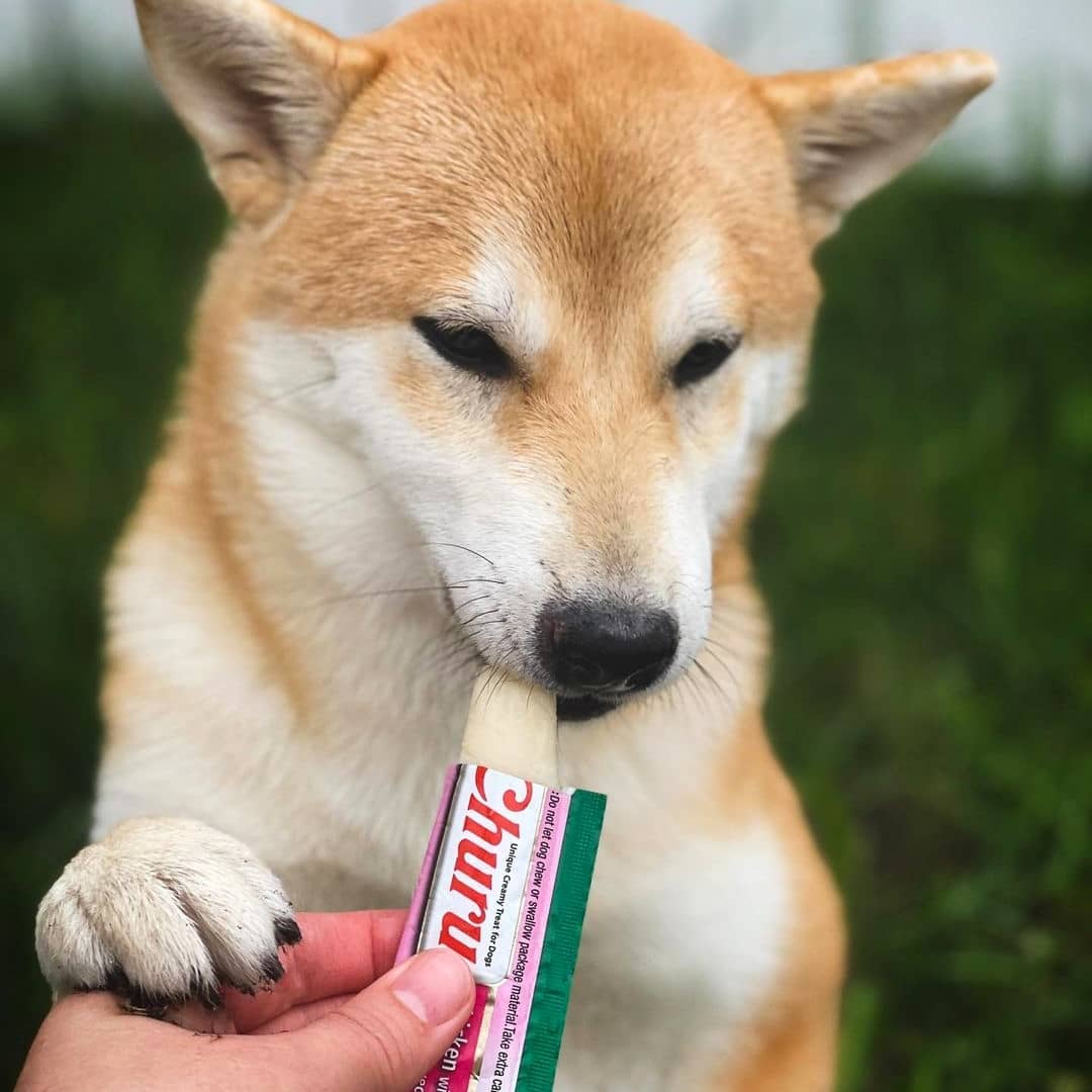 Inaba Churu | Premio cremoso para perros sabor pollo con salmón — foto oficial INABA Churu