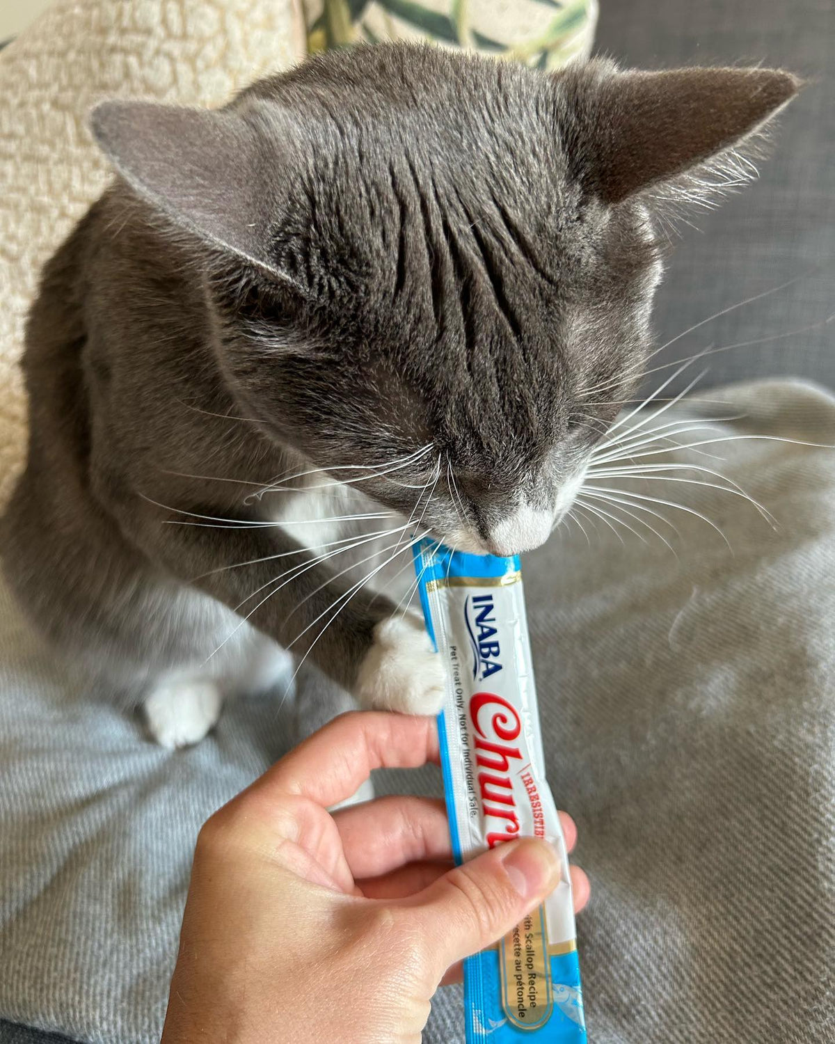 Inaba Churu | Premio cremoso para gatos sabor atún con ostión — foto oficial INABA Churu