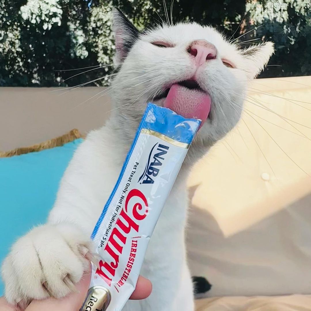 Inaba Churu — foto oficial de la gama para gatos