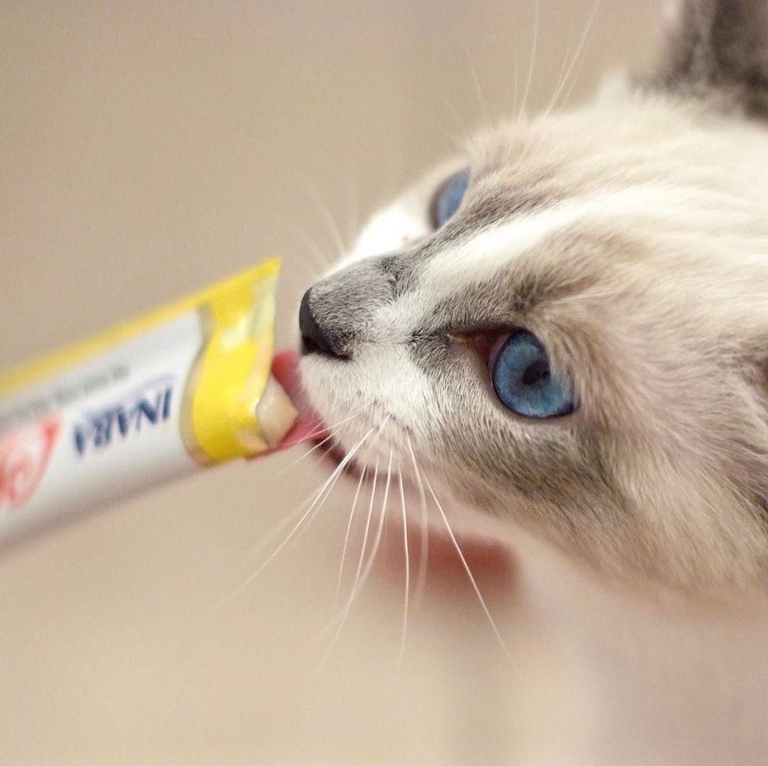 Inaba Churu — foto oficial de la gama para gatos