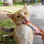 Inaba Churu — foto oficial de la gama para gatos