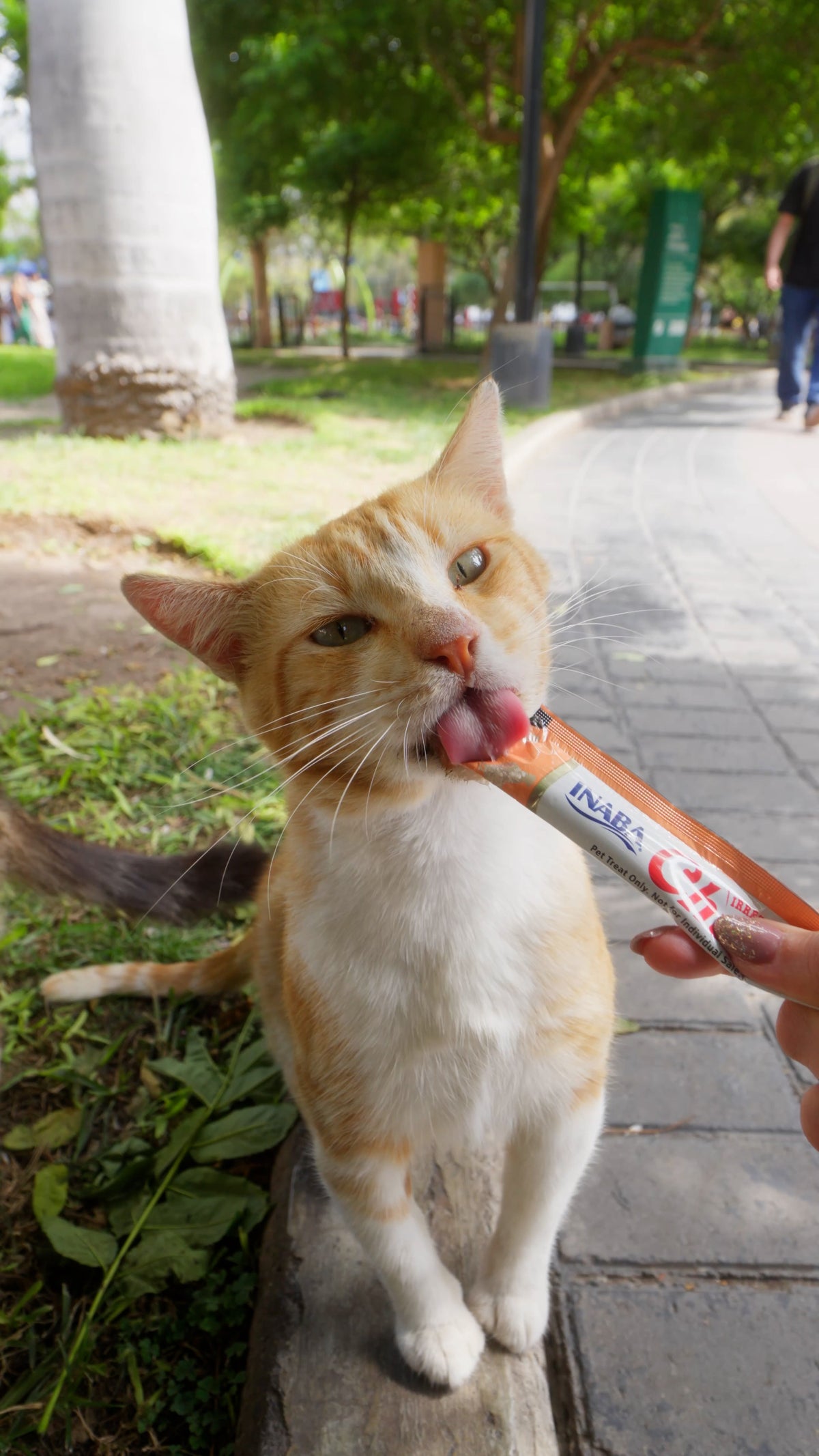 Inaba Churu — foto oficial de la gama para gatos