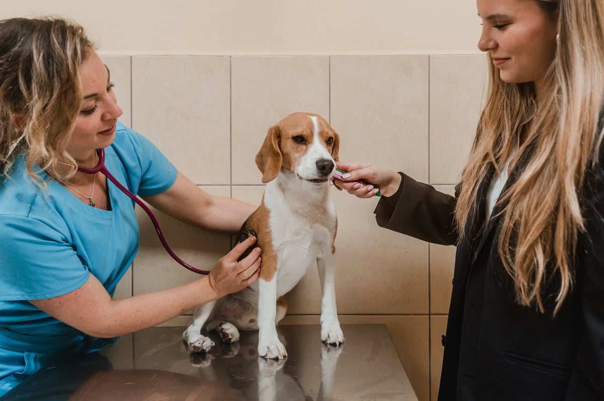 Inaba Churu | Premio cremoso para perros sabor pollo con salmón — foto oficial INABA Churu