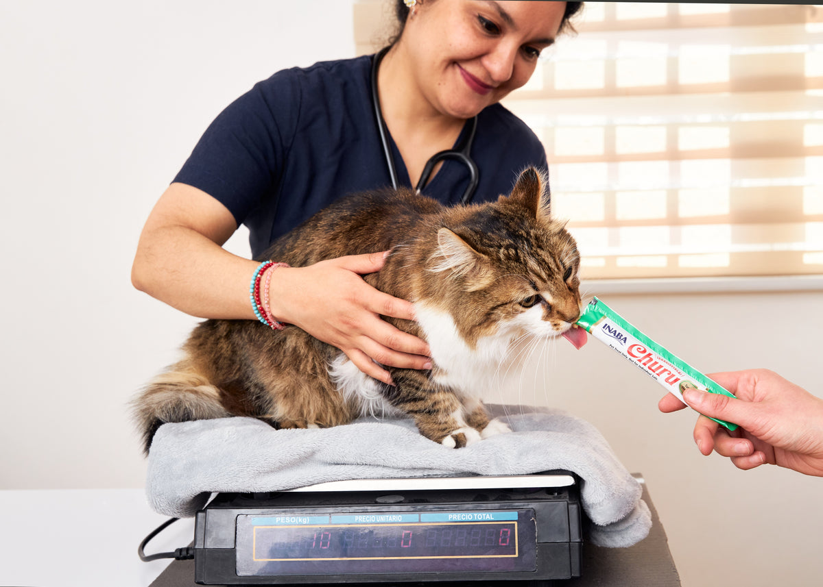 Inaba Churu — foto oficial de la gama para gatos