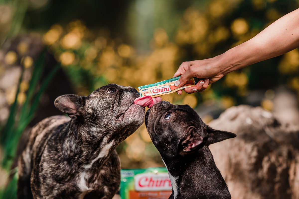 Inaba Churu | Premio cremoso para perros sabor pollo con vegetales — foto oficial INABA Churu