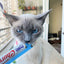 Inaba Churu — foto oficial de la gama para gatos