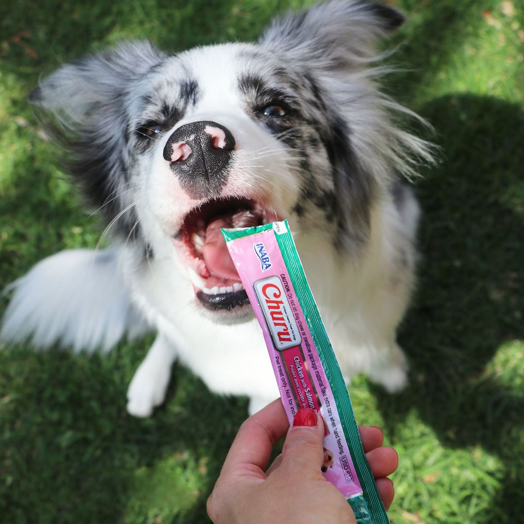 Inaba Churu | Premio cremoso para perros sabor pollo con salmón — foto oficial INABA Churu