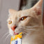 Inaba Churu — foto oficial de la gama para gatos