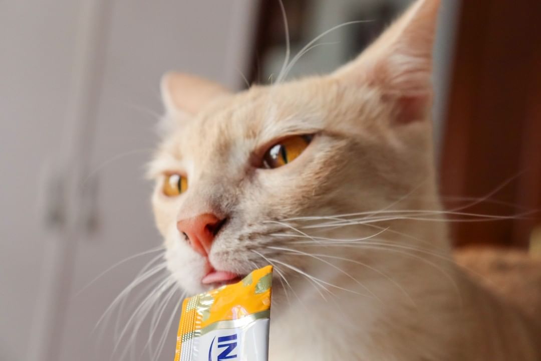 Inaba Churu — foto oficial de la gama para gatos