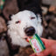 Inaba Churu — foto oficial de la gama para perros